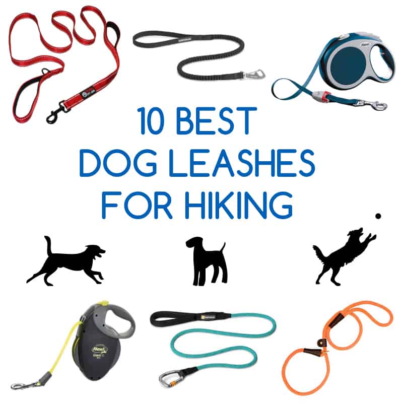 10 best dog leashes for hiking