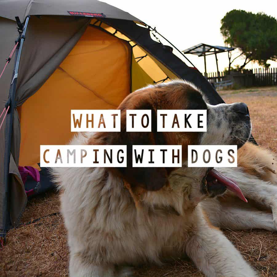 What to take camping with dogs