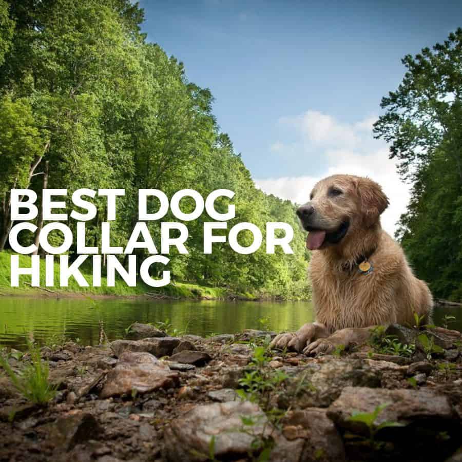 9 best dog collars for hiking copy