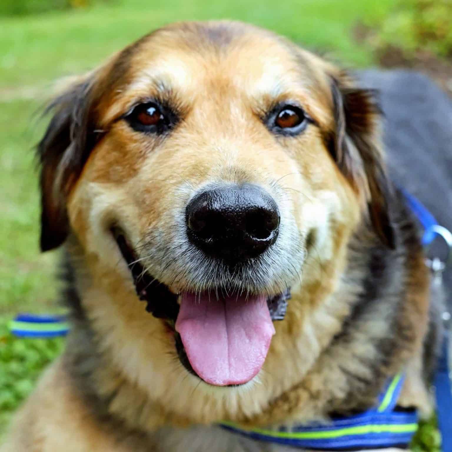 10 Best Dog Leashes For Hiking In 2024