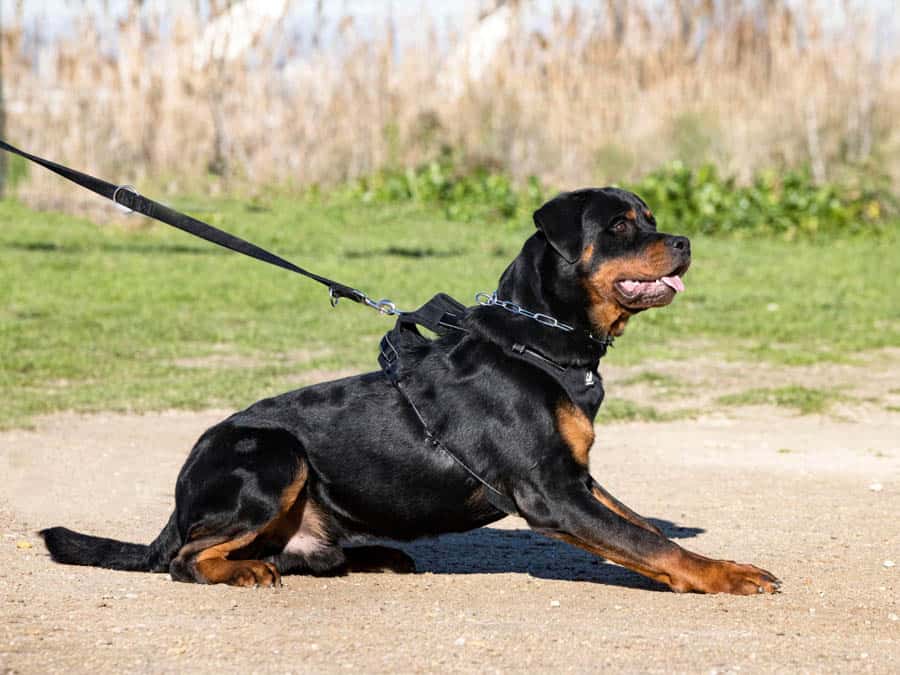 strong dog pulling on harness when hiking