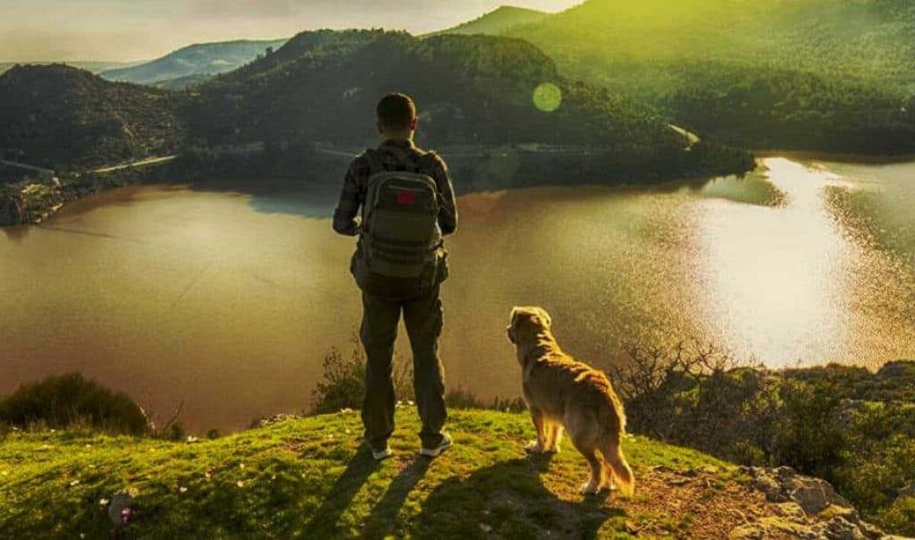 9 Best Dog Collars For Hiking 2024